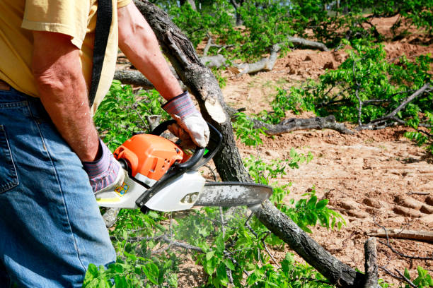 Best Tree Cutting Near Me  in Boston, GA